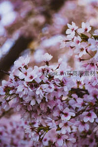 淡粉樱花团簇开，柔光映照似云霞