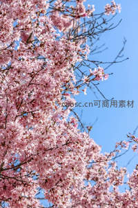 粉樱满枝映蓝天