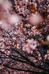 虚实交错赏樱影