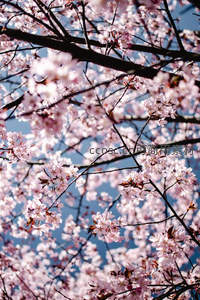 仰拍樱花缀晴空