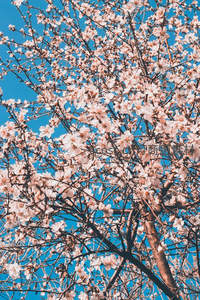 白樱怒放衬碧空