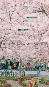 樱花盛开的城市街景，行人穿梭花海间