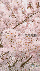 粉嫩樱花簇拥枝头，阳光洒落如梦似幻