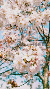 仰拍蓝天下的樱花，洁白花瓣迎风轻舞