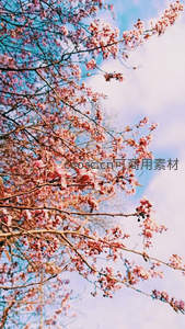 粉红桃花枝条伸向天空，云朵相伴春意浓