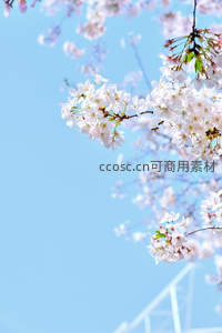 蓝天映衬下盛开的樱花枝头