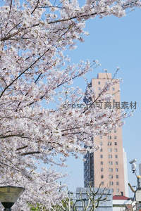 城市高楼与樱花交织的春景