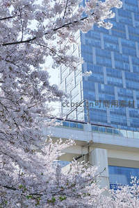 樱花掩映下的现代摩天大楼