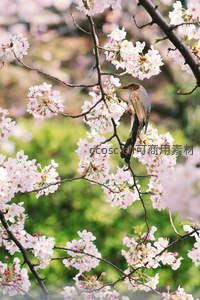 小鸟栖息于樱花枝头觅食
