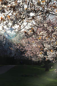 阳光穿透樱花林的小径美景