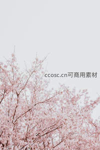 朦胧粉樱与灰白天空