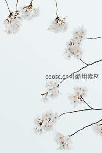 素雅白樱垂枝图