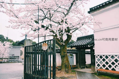 古寺门前樱花盛放如云似雪