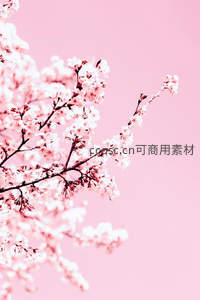 梦幻粉空下樱花枝影婆娑
