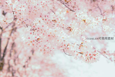 漫天樱花如云海般温柔铺展