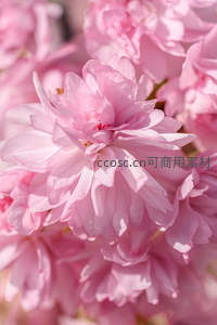 粉嫩樱花特写，花瓣层层叠叠如云霞