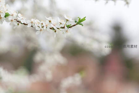 白樱枝头新绿初绽，春日静谧时光