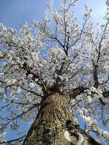 仰拍盛放梨树，蓝天映衬雪白花海