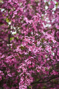 繁茂紫樱满树盛开，如云似霞