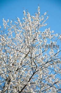 洁白樱花满枝头，映衬蔚蓝天空