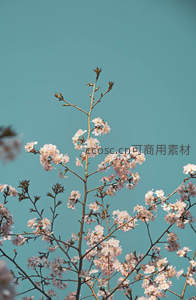 淡雅樱花枝梢点缀青空，简约诗意