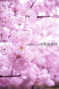 粉色樱花如云似雾，温柔弥漫