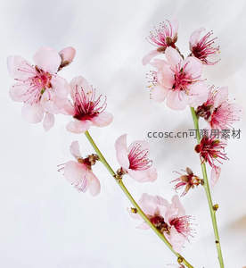 桃花特写展娇容，粉瓣红蕊映素白