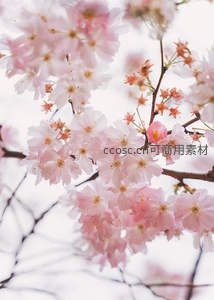 粉嫩樱花特写，花瓣柔美如梦