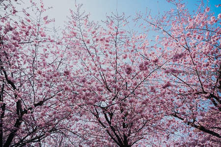 满树繁樱映蓝天，春意盎然