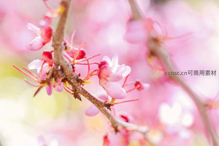 初绽花蕾微距，娇羞粉红枝头