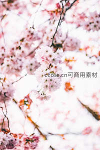 粉嫩樱花特写，花瓣柔美如梦