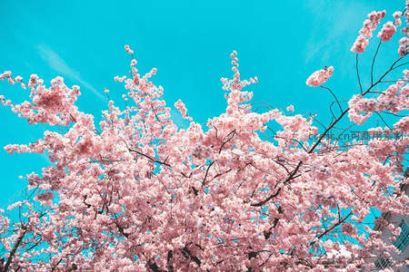 仰拍视角下的樱花冠层，如云似霞