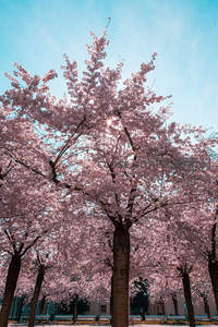 阳光穿透樱花林，光影斑驳如诗