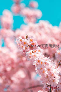粉嫩樱花特写，蓝天映衬如梦似幻