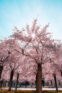 阳光穿透樱林，树影斑驳光影交错