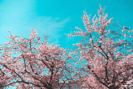 双樱并立蓝天，枝头粉云映衬晴空