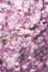 垂枝樱花轻摇，紫粉朦胧如烟似雾