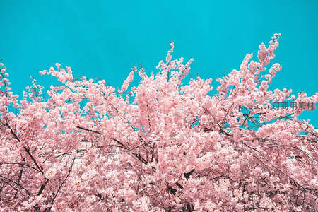 粉樱满枝映碧空，春意盎然醉人心