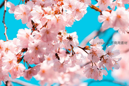 微距樱花蕊间蜂舞，春日生机盎然