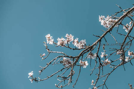 白花疏影缀枯枝，碧空如洗春初至