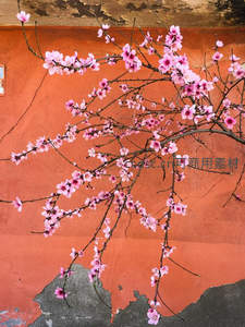 古墙映粉桃枝俏，岁月静好春意浓