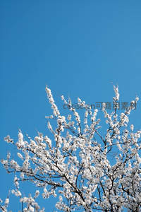 洁白繁花冲云霄，蓝天为幕春意扬
