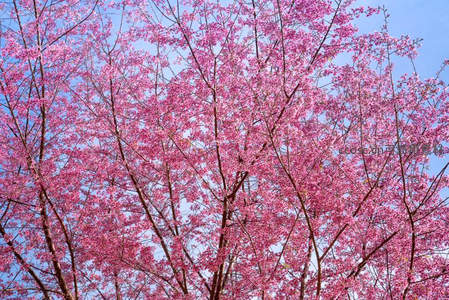 粉樱满树，如云似霞映蓝天