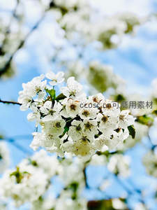 洁白梨花枝头绽放，春意盎然