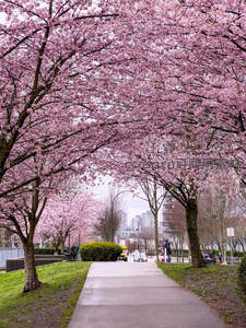 樱花隧道下的城市漫步小径