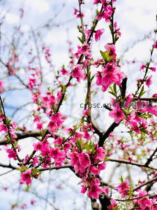 桃枝绽放粉红娇艳花朵