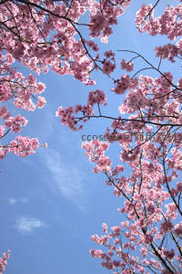 仰望蓝天，樱花如云朵环绕