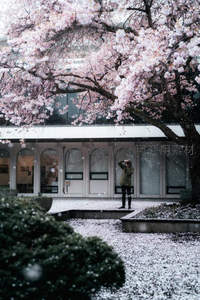 樱花纷飞庭院中，行人驻足赏春景