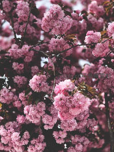 重瓣樱花团簇绽放，粉嫩迷人