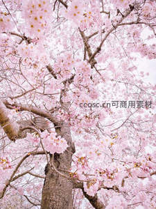 仰拍满树樱花，粉云遮天映春光